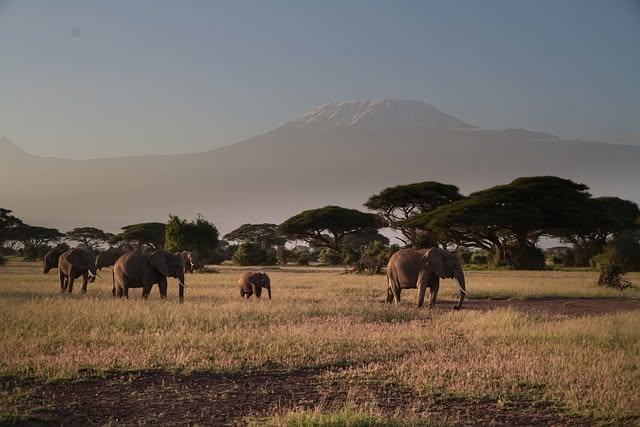 Elephant family grazing at dawn